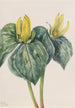 Fleur de whippoorwill - Mary Vaux Walcott — weergave van het kunstwerk