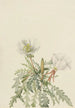 Rose de l'aube blanche - Mary Vaux Walcott — weergave van het kunstwerk
