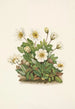 Fleur de dryade blanche - Mary Vaux Walcott — weergave van het kunstwerk
