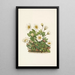 Fleur de dryade blanche - Mary Vaux Walcott — ingelijst kunstwerk aan de muur