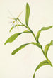 Épidendrum nocturne - Mary Vaux Walcott — weergave van het kunstwerk