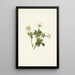 Renoncule des Alpes blanche Trollius albiflorus - Mary Vaux Walcott — ingelijst kunstwerk aan de muur