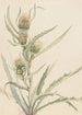 Chardon blanc - Mary Vaux Walcott — weergave van het kunstwerk