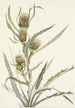 Chardon blanc Cirsium hookerianum - Mary Vaux Walcott — weergave van het kunstwerk