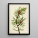 Pin à écorce blanche Pinus albicaulis - Mary Vaux Walcott — ingelijst kunstwerk aan de muur