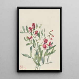 Mary Vaux Walcott - Wild Pea Lathyrus decaphyllus.webp