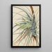 Ananas sauvage Tillandsia fasciculata - Mary Vaux Walcott — ingelijst kunstwerk aan de muur