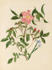 Roze wild en gras met blauwe ogen - Mary Vaux Walcott — weergave van het kunstwerk