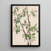 Pommier sauvage Malus coronaria - Mary Vaux Walcott — ingelijst kunstwerk aan de muur