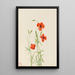 Coquelicot des vents Stylomecon heterophylla - Mary Vaux Walcott — ingelijst kunstwerk aan de muur