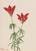 Lis des bois Lilium philadelphicum - Mary Vaux Walcott — weergave van het kunstwerk