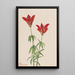 Lis des bois Lilium philadelphicum - Mary Vaux Walcott — ingelijst kunstwerk aan de muur