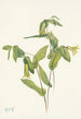 Uvulaire perfoliée Uvularia perfoliata - Mary Vaux Walcott — weergave van het kunstwerk