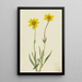 Arnica laineuse Arnica tomentosa - Mary Vaux Walcott — ingelijst kunstwerk aan de muur