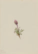 Vergerette laineuse Erigeron lanatus - Mary Vaux Walcott — weergave van het kunstwerk