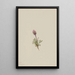 Vergerette laineuse Erigeron lanatus - Mary Vaux Walcott — ingelijst kunstwerk aan de muur