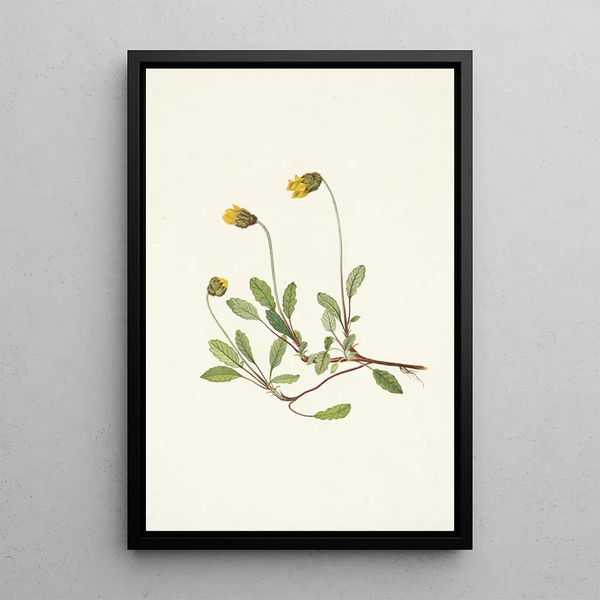 Mary Vaux Walcott - Yellow Dryad flower Dryas drummondii.webp