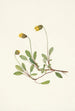 Fleur de dryade jaune Dryas drummondii - Mary Vaux Walcott — weergave van het kunstwerk