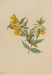 Jasmin geel Gelsemium sempervirens - Mary Vaux Walcott — weergave van het kunstwerk