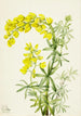 Lupin geel Lupinis arboreus - Mary Vaux Walcott — weergave van het kunstwerk