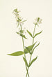 Pénstémon jaune Pentstemon confertus - Mary Vaux Walcott — weergave van het kunstwerk