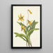 Gele erythrone Erythronium americanum - Mary Vaux Walcott — ingelijst kunstwerk aan de muur