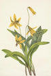 Gele erythrone Erythronium americanum - Mary Vaux Walcott — weergave van het kunstwerk