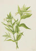 Gele Epilobe Epilobium lutem - Mary Vaux Walcott — weergave van het kunstwerk