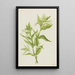Gele Epilobe Epilobium lutem - Mary Vaux Walcott — ingelijst kunstwerk aan de muur