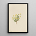 Herbe de saule jaune - Mary Vaux Walcott — ingelijst kunstwerk aan de muur