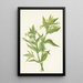 Gele Epilobe Epilobium lutem - Mary Vaux Walcott — ingelijst kunstwerk aan de muur