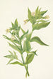 Gele Epilobe Epilobium lutem - Mary Vaux Walcott — weergave van het kunstwerk