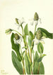 Yerba mansa Anemopsis californica - Mary Vaux Walcott — weergave van het kunstwerk