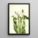 Yerba mansa Anemopsis californica - Mary Vaux Walcott — ingelijst kunstwerk aan de muur