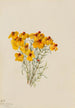 Zinnia Zinnia grandiflora - Mary Vaux Walcott — weergave van het kunstwerk