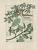 Chêne - Maurice Pillard Verneuil | Reproduction — weergave van het kunstwerk