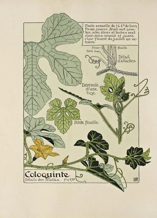 Maurice Pillard Verneuil - Coloquinte.webp