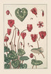 Cyclamen - Maurice Pillard Verneuil — weergave van het kunstwerk