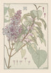 Lilas - Maurice Pillard Verneuil — weergave van het kunstwerk
