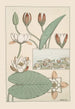 Nénuphar - Maurice Pillard Verneuil — weergave van het kunstwerk