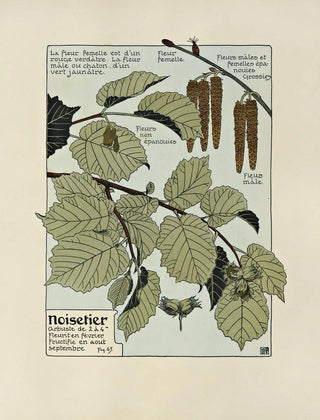 Maurice Pillard Verneuil - Noisetier.webp