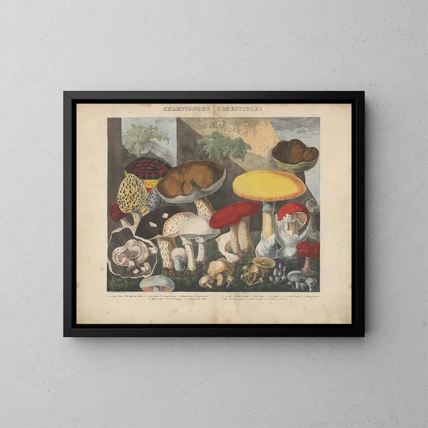 Atlas des eetbare en giftige paddenstoelen verdachte en gevaarlijke Pl01 - Michel Étienne Descourtilz — ingelijst kunstwerk aan de muur