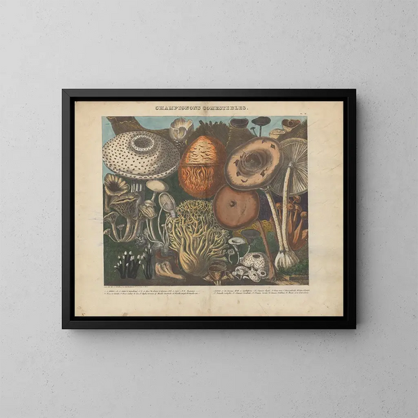 Atlas des eetbare en giftige paddenstoelen Pl02 - Michel Étienne Descourtilz — ingelijst kunstwerk aan de muur