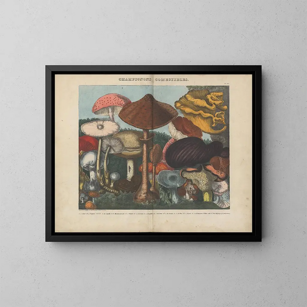 Atlas des eetbare en giftige paddenstoelen Pl03 - Michel Étienne Descourtilz — ingelijst kunstwerk aan de muur