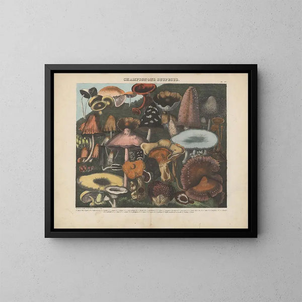 Atlas des eetbare en giftige paddenstoelen Pl04 - Michel Étienne Descourtilz — ingelijst kunstwerk aan de muur