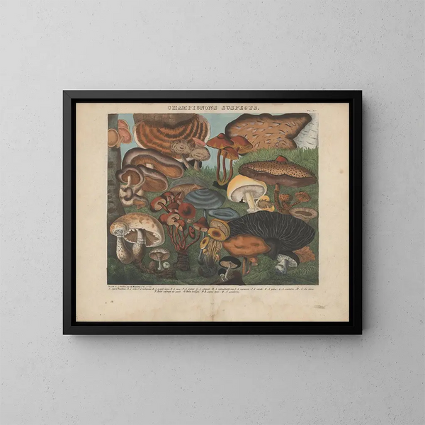 Atlas des eetbare en giftige paddenstoelen Pl05 - Michel Étienne Descourtilz — ingelijst kunstwerk aan de muur