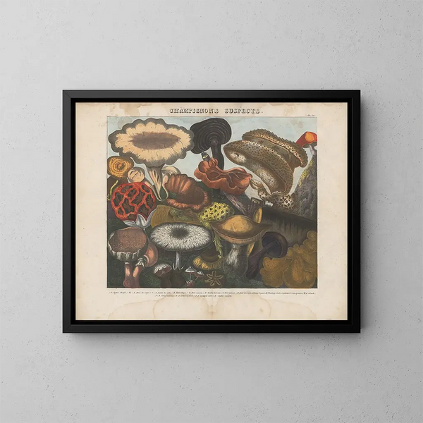 Atlas des eetbare en giftige paddenstoelen Pl06 - Michel Étienne Descourtilz — ingelijst kunstwerk aan de muur