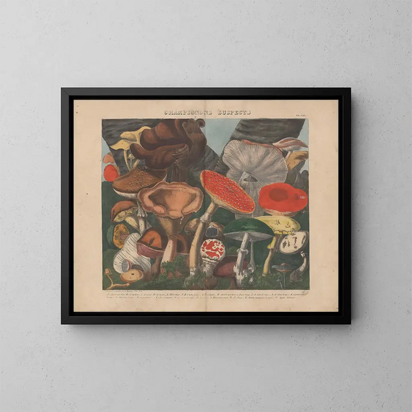 Atlas des eetbare en giftige paddenstoelen Pl07 - Michel Étienne Descourtilz — ingelijst kunstwerk aan de muur