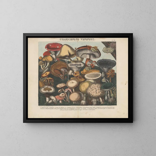 Atlas des eetbare en giftige paddenstoelen Pl08 - Michel Étienne Descourtilz — ingelijst kunstwerk aan de muur