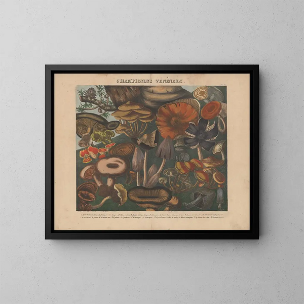 Atlas des eetbare en giftige paddenstoelen Pl09 - Michel Étienne Descourtilz — ingelijst kunstwerk aan de muur